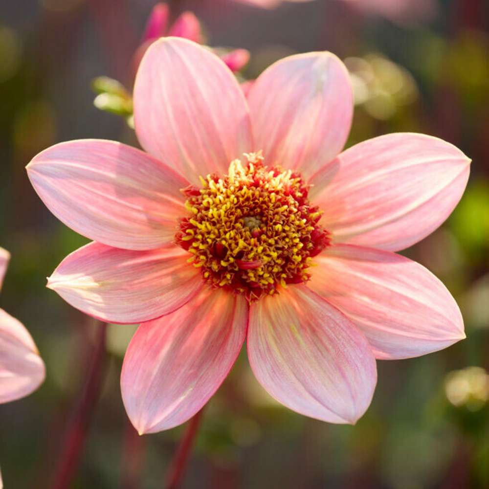 Dahlia 'Totally Tangerine'